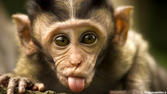 میمون ورزشکار شما را شگفت زده می کند + فیلم