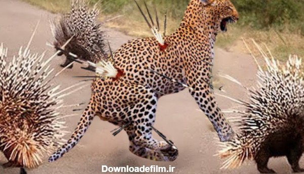 یوزپلنگ ها به طرز غم انگیزی در هنگام حمله به جوجه تیغی جان خود را از دست  دادند