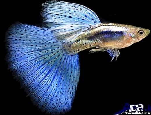 زیبا ترین و ماهی های جهان