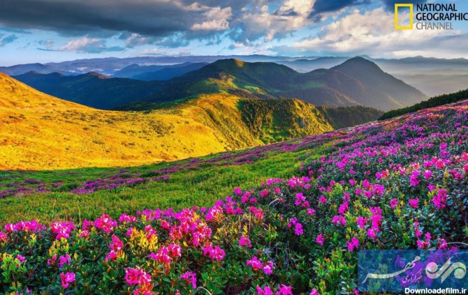 آخرین خبر | منظره بسیار شگفت انگیز از گل های بهاری در کوهستان‌های ...