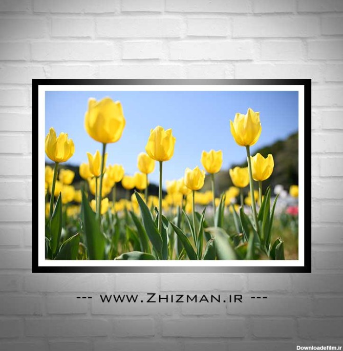 دانلود عکس دشت گل لاله زرد - خدمات چاپ و طراحی ژیزمان|zhizman.ir