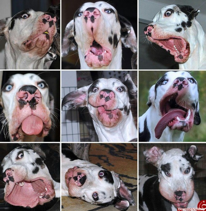 ژست های جالب یک سگ در مقابل دوربینتصاویر | بلاغ نیوز