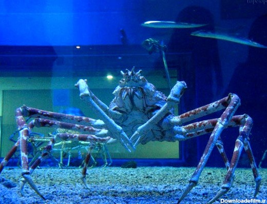 خرچنگ عنکبوتی