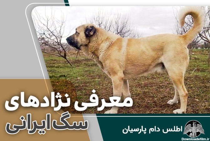 معرفی نژاد‌ های سگ ایرانی