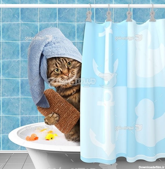 عکس گربه در حمام