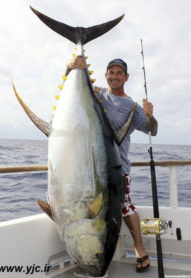 صید بزرگترین ماهی تن/ عکس