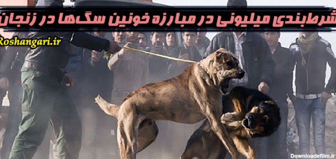 شرط‌بندی میلیونی در مبارزه خونین سگ‌ها در زنجان | روشنگری