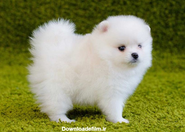 عکس سگ پامرانین سفید خوشگل پشمالو و کوچولو