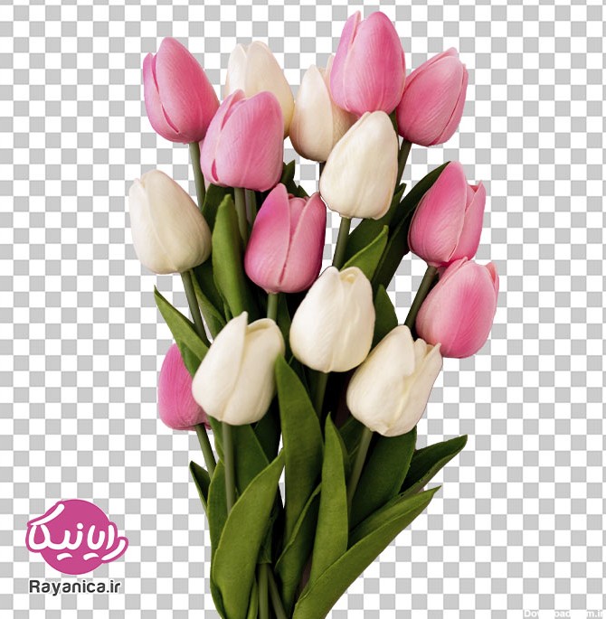 عکس دوربری شده گل لاله - رایانیکا | دانلود رایگان فایل لایه باز PSD