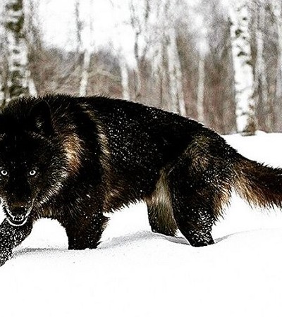 عکس گرگ سیاه در برف