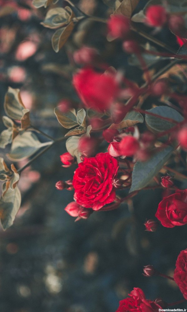 عکس های تصویر زمینه گل رز قرمز برای پس زمینه گوشی و موبایل