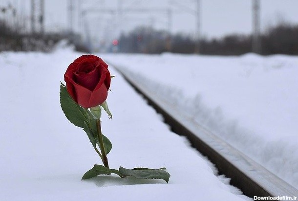 گل رز قرمز در برف عشق را از دست داد توسط OffiDocs برای دفتر