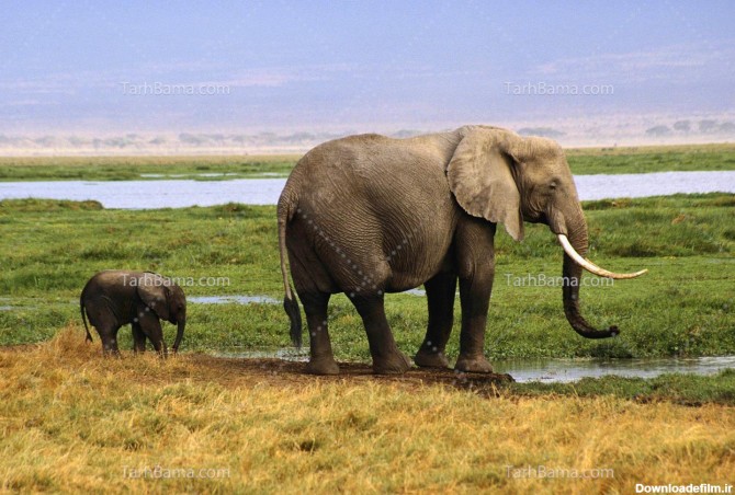 عکس با کیفیت فیل و بچه فیل
