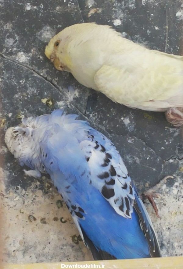 دو مرغ عشق براثر گرما جان خود را از دست دادن - عکس ویسگون