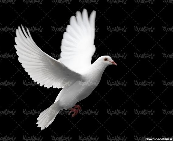 کبوتر سفید - ایران طرح