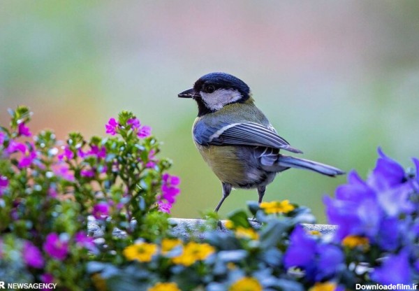 تصاویر زیبا از بهار حیوانات - تصاوير بزرگ - جهان نيوز