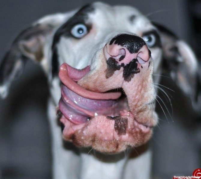 ژست های جالب یک سگ در مقابل دوربین+تصاویر