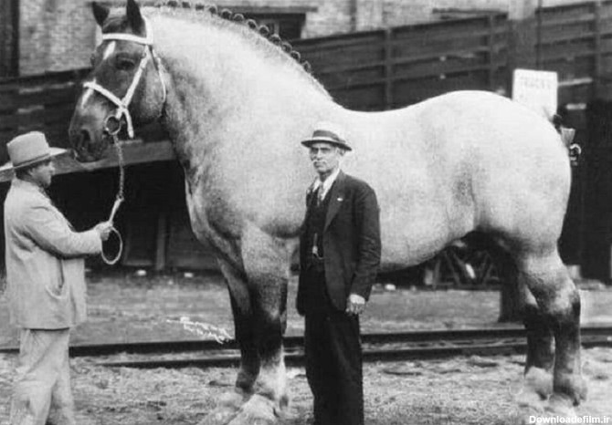اسب عظیم الجثه