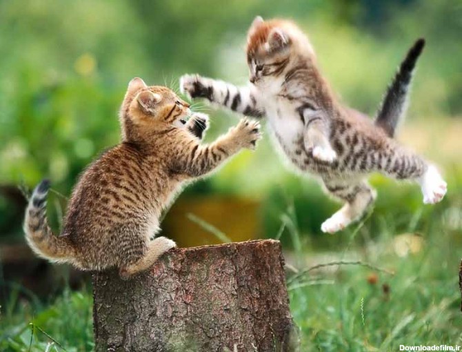 دانلود تصویر بچه گربه ها در حال بازی
