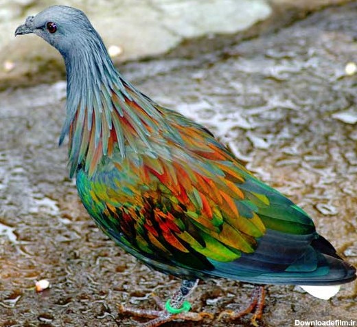 عجیب ترین حیوانات رنگی دنیا - 20 جانور رنگارنگ + عکس