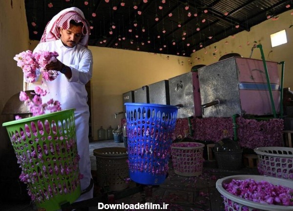 عربستان چندسالی است بر تولید گل و گلاب در منطقه طائف تمرکز دارد.