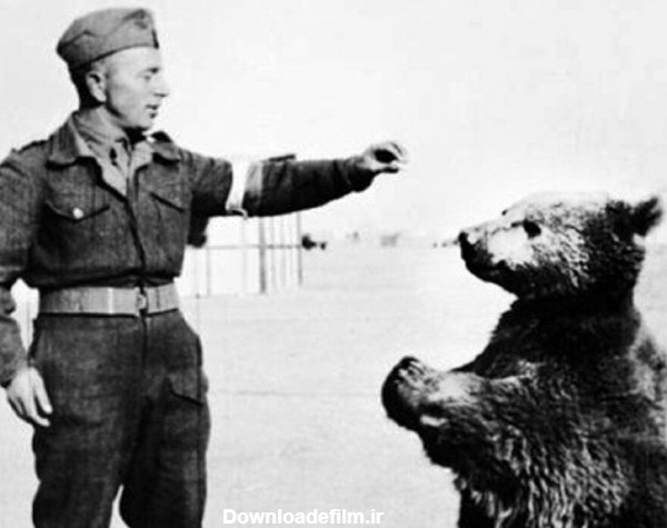 این خرس ایرانی معروف‌ترین سرباز جنگ جهانی دوم بود+ عکس