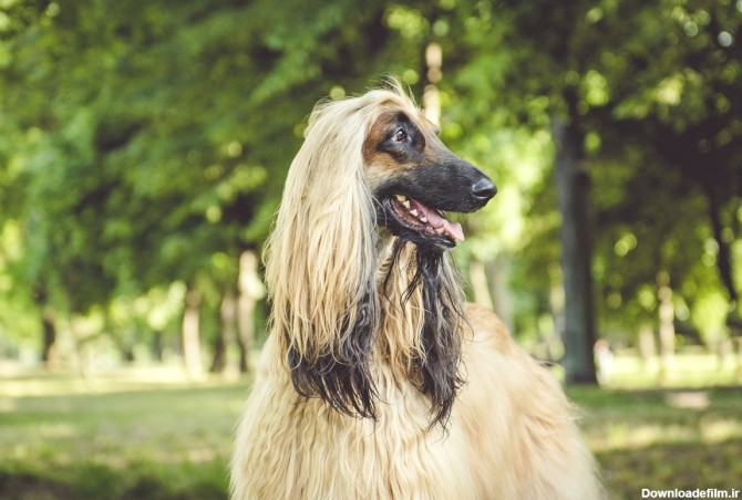 فرارو | با کم هوش ترین نژادهای سگ آشنا شوید