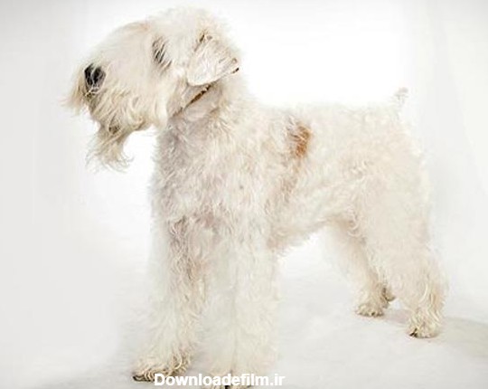نژاد سگ سافت کوتد ویتن | Soft Coated Wheaten