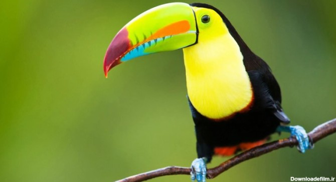 عکس از پرندگان زیبای جهان