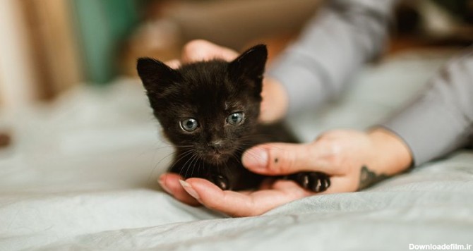 بچه گربه سیاه