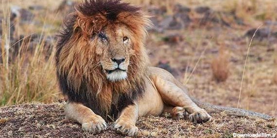 مرگ «صورت زخمی»، مشهورترین شیر جهان