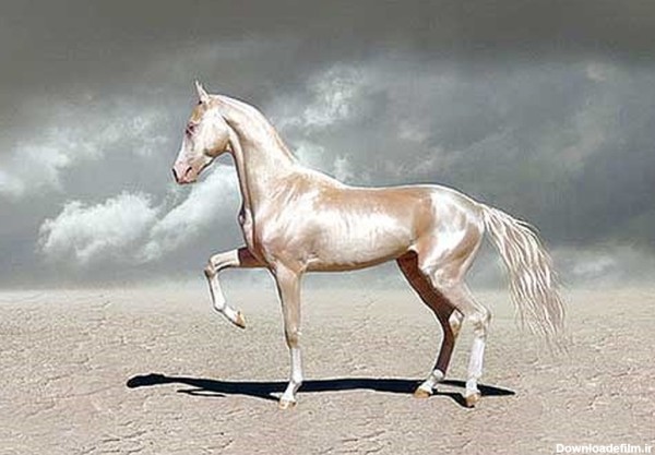 زیباترین اسب جهان/عکس