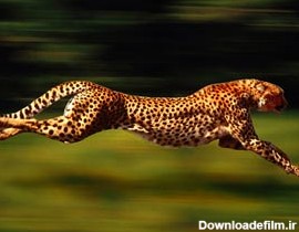 سریع‌ترین حیوانات جهان+عکس