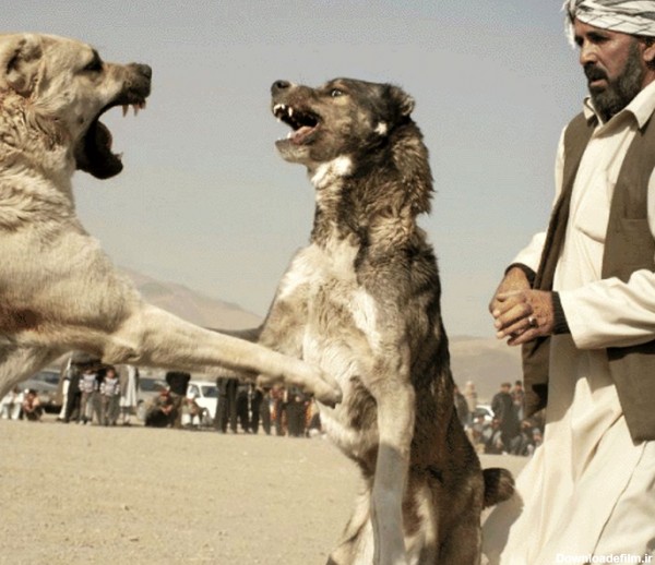 سگ کشی افغانها برای تفریح /تصاویر