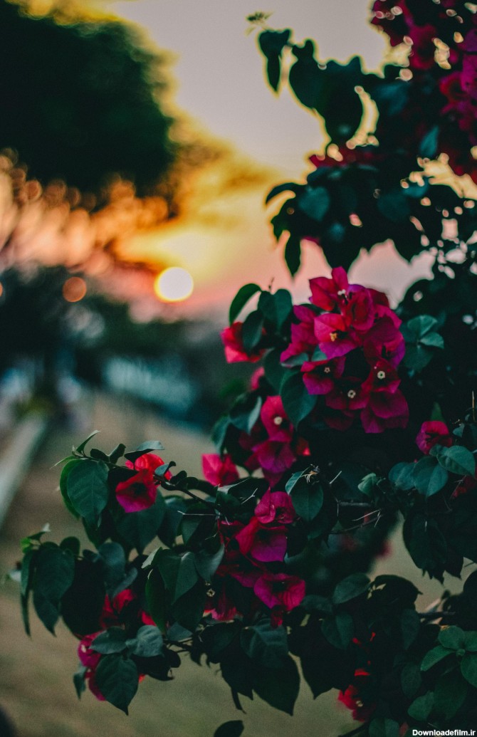 عکس زمینه گل های گل رز صورتی از نمای نزدیک پس زمینه | والپیپر گرام