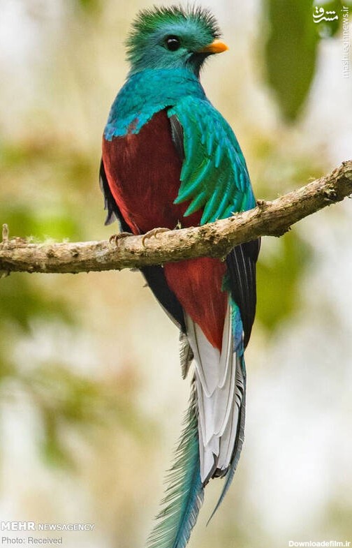 عکس از پرندگان زیبای جهان