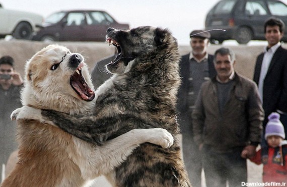 نگاه نقادانه: تصاویر گود سگ دعوای خشونت آمیز در نزدیکی ...