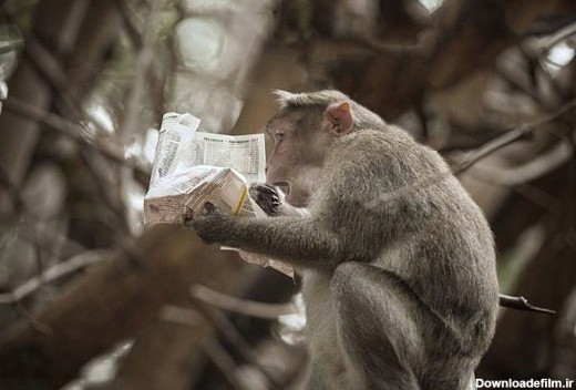 حرکت بسیار جالب میمون باغ وحش با روزنامه! (+عکس)