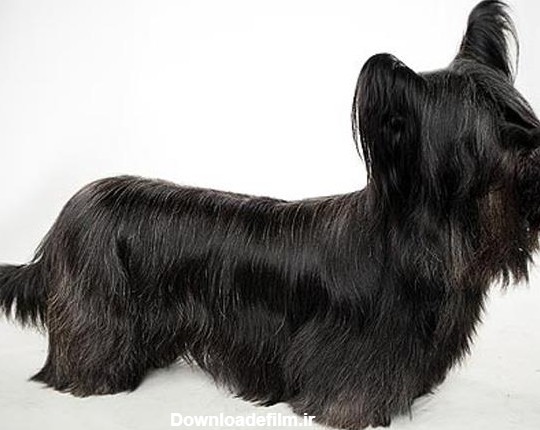 سگ اسکای تریر | Skye Terrier