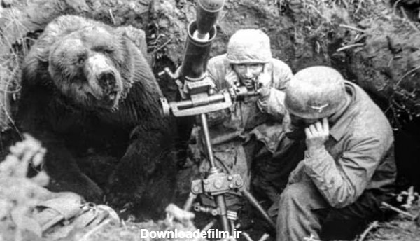 این خرس ایرانی معروف‌ترین سرباز جنگ جهانی دوم بود+ عکس