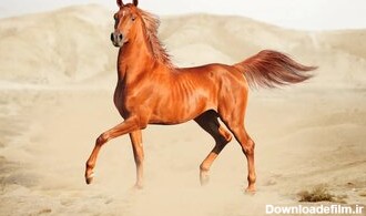 افسانه اسب عرب حقیقت دارد؟/ عکس