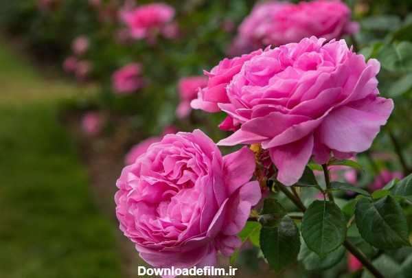 عکس باغچه گل محمدی rose flowers garden