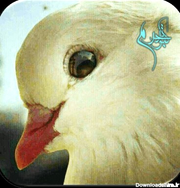 سه عکس بسیار زیبا از کبوتران حرم امام رضا علیه السلام