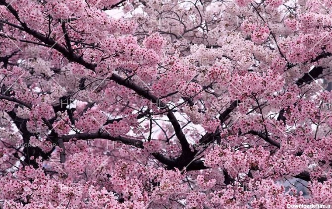 عکس شکوفه بهاری-فایل لایه باز و موکاپ