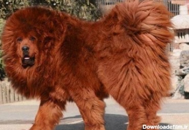 خرید وفروش سگ 120 میلیون تومانی در تهران!/عکس | روزنو