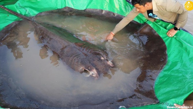 فرارو | (ویدئو) بزرگترین ماهی آب شیرین دنیا صید شد