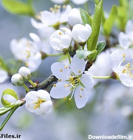دانلود عکس با کیفیت شکوفه بهاری سفیدرنگ از نمای نزدیک