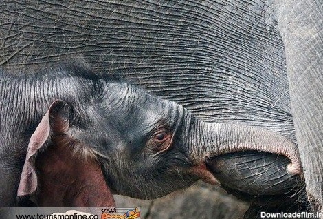 نوزاد فیل چگونه شیر می خورد - خبرآنلاین