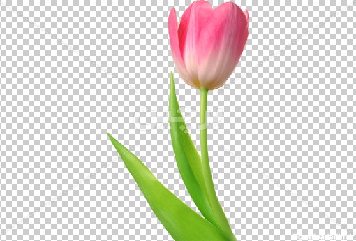 Borchin-ir-tulip flower png image عکس تک شاخه گل لاله صورتی۲
