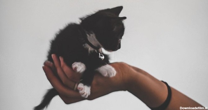 بچه گربه سیاه و سفید
